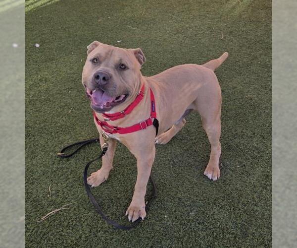 Medium Photo #1 Mutt Puppy For Sale in Las Vegas, NV, USA
