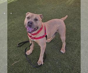 Mutt Dogs for adoption in Las Vegas, NV, USA