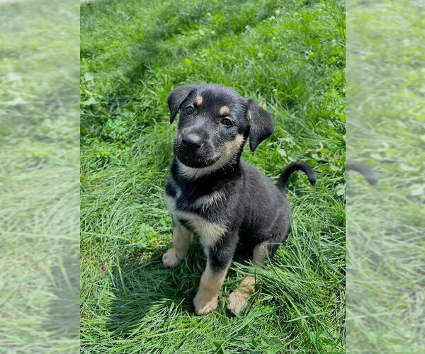Medium Photo #3 Mutt Puppy For Sale in Minneapolis, MN, USA