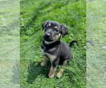 Small #2 Mutt