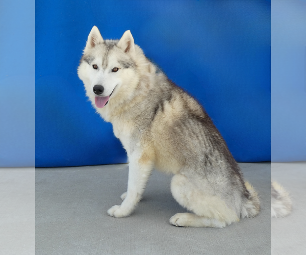 Medium Photo #2 Siberian Husky Puppy For Sale in Pasadena, CA, USA
