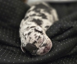 French Bulldog Puppy for sale in GLEN BURNIE, MD, USA