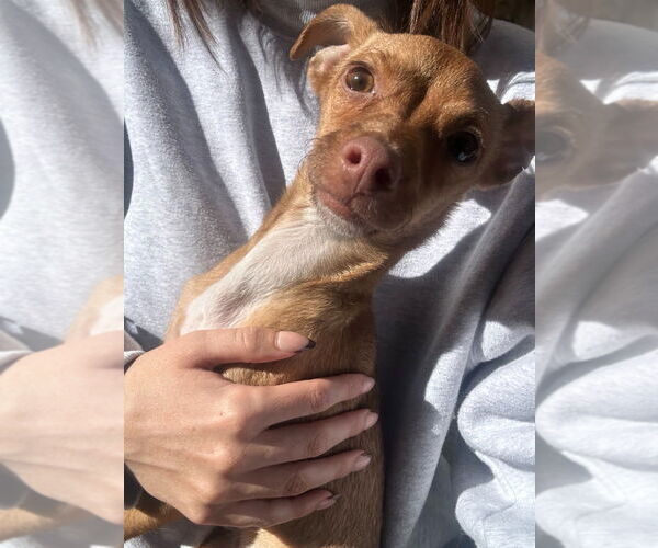 Medium Photo #3 Chihuahua Puppy For Sale in Salt Lake City, UT, USA