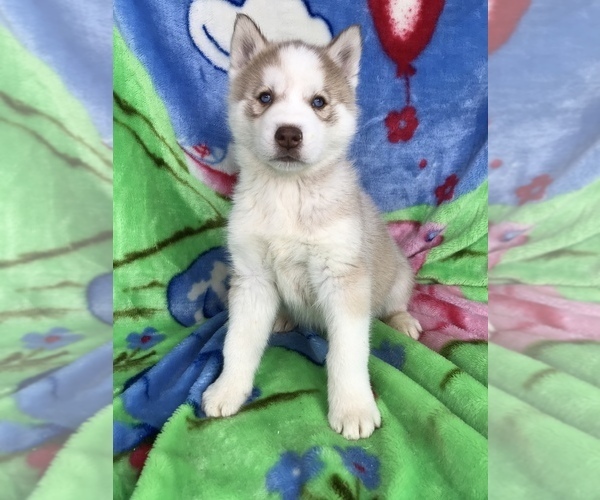 Medium Photo #1 Siberian Husky Puppy For Sale in ELLERBE, NC, USA