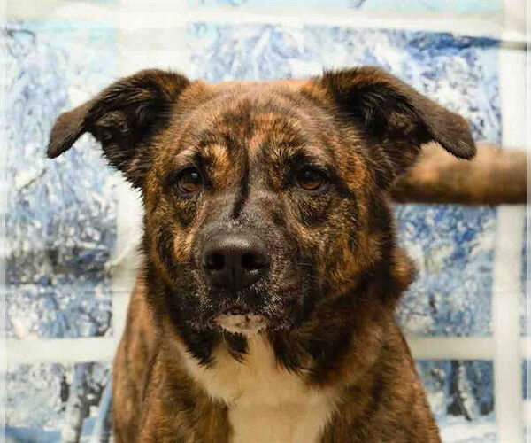 Medium Photo #1 Mutt Puppy For Sale in Sanford, FL, USA