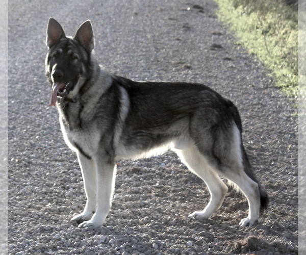 Medium Photo #1 German Shepherd Dog Puppy For Sale in APLINGTON, IA, USA