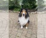 Small Photo #1 Shetland Sheepdog Puppy For Sale in GRAFTON, OH, USA