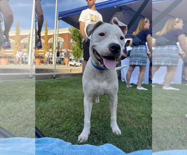 Medium Photo #6 American Pit Bull Terrier-Unknown Mix Puppy For Sale in Germantown, OH, USA