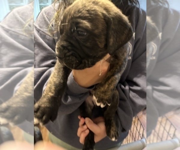 Medium Photo #32 Cane Corso-Saint Bernard Mix Puppy For Sale in LIVERMORE, CA, USA