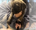 Small Photo #32 Cane Corso-Saint Bernard Mix Puppy For Sale in LIVERMORE, CA, USA