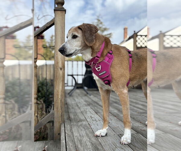 Medium Photo #8 Mutt Puppy For Sale in Brewster, NY, USA