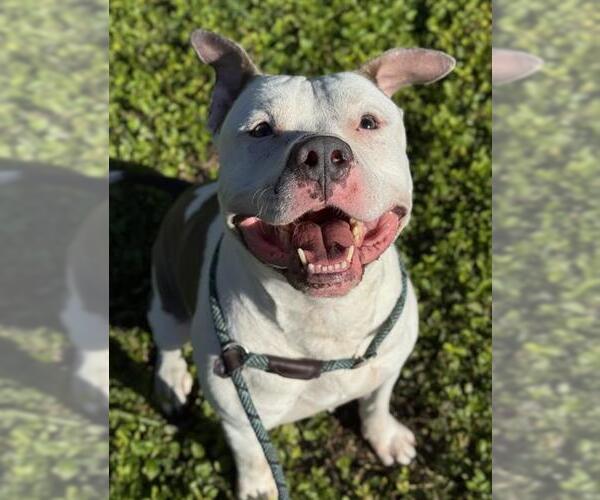 Medium Photo #1 American Staffordshire Terrier Puppy For Sale in Fort Lauderdale, FL, USA