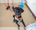 Small #5 Mutt