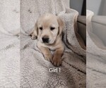 Puppy Puppy 4 Labrador Retriever