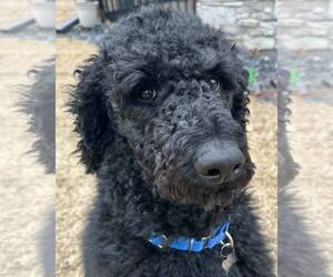 Poodle (Standard) Dogs for adoption in Kennesaw, GA, USA