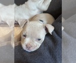 Small Photo #15 American Bully Puppy For Sale in BOLINGBROOK, IL, USA