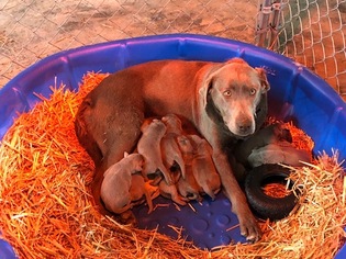 Mother of the Labrador Retriever puppies born on 01/31/2019