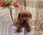 Small #2 Golden Retriever