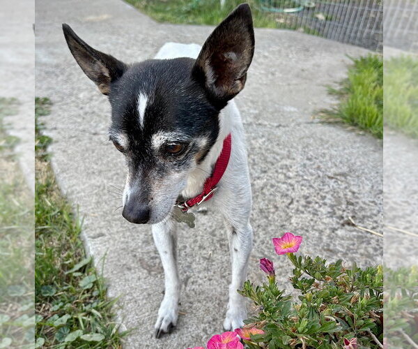 Medium Photo #10 Rat Terrier Puppy For Sale in Atlanta, GA, USA