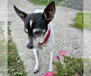 Sybil (OR) - Female Rat Terrier Dog for Adoption - Photo #10