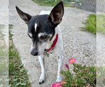 Small Photo #10 Rat Terrier Puppy For Sale in Atlanta, GA, USA