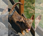 Small Photo #9 Mutt Puppy For Sale in Redmond, WA, USA