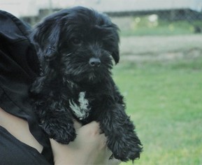 Maltipoo Puppy for sale in AZLE, TX, USA