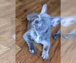 Puppy Gray French Bulldog
