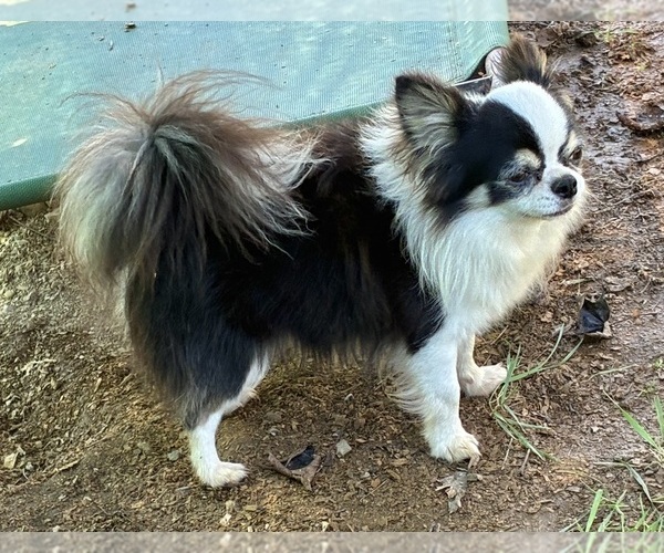Medium Photo #1 Chihuahua Puppy For Sale in NEWVILLE, PA, USA