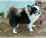 Small Photo #1 Chihuahua Puppy For Sale in NEWVILLE, PA, USA