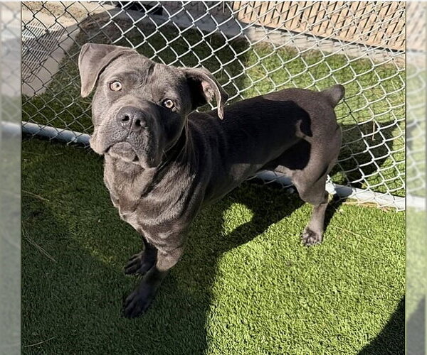 Medium Photo #2 Mutt Puppy For Sale in Pasadena, CA, USA