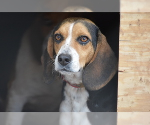 Father of the Beagle puppies born on 01/30/2019