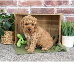 Small #3 Goldendoodle mix (+ Poodle Standard)