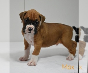 Boxer Puppy for sale in SHIPSHEWANA, IN, USA