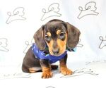 Small Photo #4 Dachshund Puppy For Sale in LAS VEGAS, NV, USA