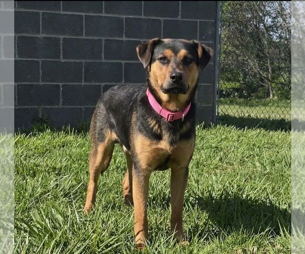 Medium Photo #1 German Shepherd Dog-Unknown Mix Puppy For Sale in Martinsburg, WV, USA
