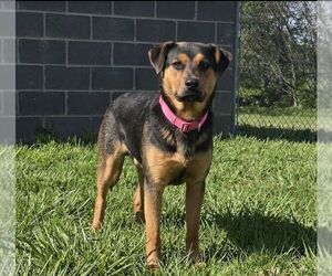 German Shepherd Dog-Unknown Mix Dogs for adoption in Martinsburg, WV, USA