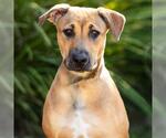 MOLLY - Female Mutt Dog for Adoption - Small photo