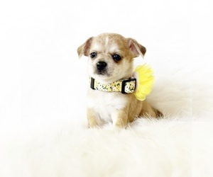 Chihuahua Puppy for Sale in SACRAMENTO, California USA