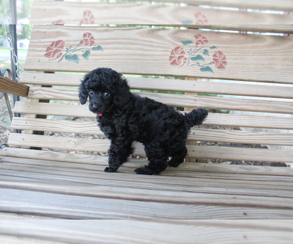 Medium Photo #1 Poodle (Miniature) Puppy For Sale in OLATHE, KS, USA
