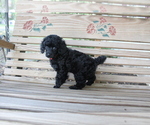 Small Photo #1 Poodle (Miniature) Puppy For Sale in OLATHE, KS, USA