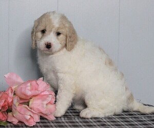 Labradoodle-Poodle (Standard) Mix Puppy for sale in FREDERICKSBURG, OH, USA