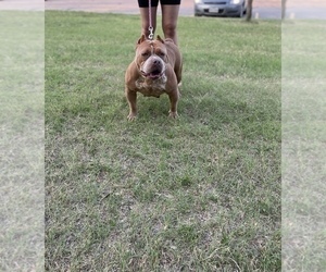 Mother of the American Bully puppies born on 07/19/2022