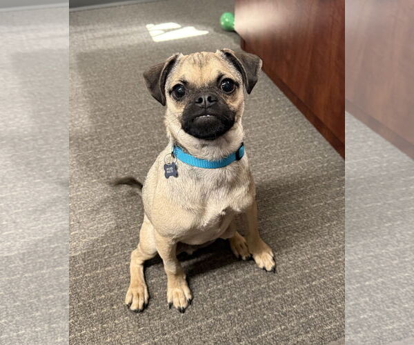 Medium Photo #3 Puggle Puppy For Sale in Corona, CA, USA