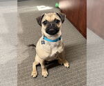 Small #2 Puggle
