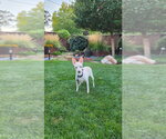Small Photo #5 Rat-Cha Puppy For Sale in Salt Lake City, UT, USA