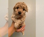 Small Photo #3 Poodle (Miniature) Puppy For Sale in DENVER, CO, USA