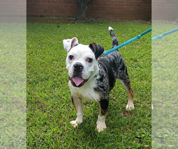 Medium Photo #2 American Bulldog-Unknown Mix Puppy For Sale in Ellijay, GA, USA