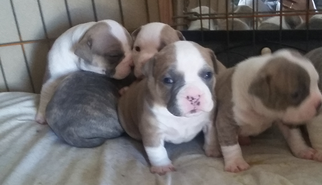 American Bully Puppy for sale in SAN PABLO, CA, USA