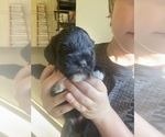 Small Photo #6 Schnauzer (Miniature) Puppy For Sale in COMANCHE, TX, USA